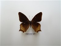 藏品(大幽眼蝶)的圖片